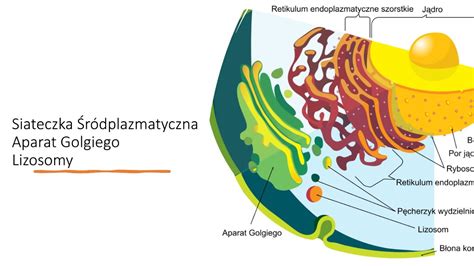 Siateczka śródplazmatyczna Szorstka Odpowiada Za Syntezę Lipidów Siateczka śródplazmatyczna